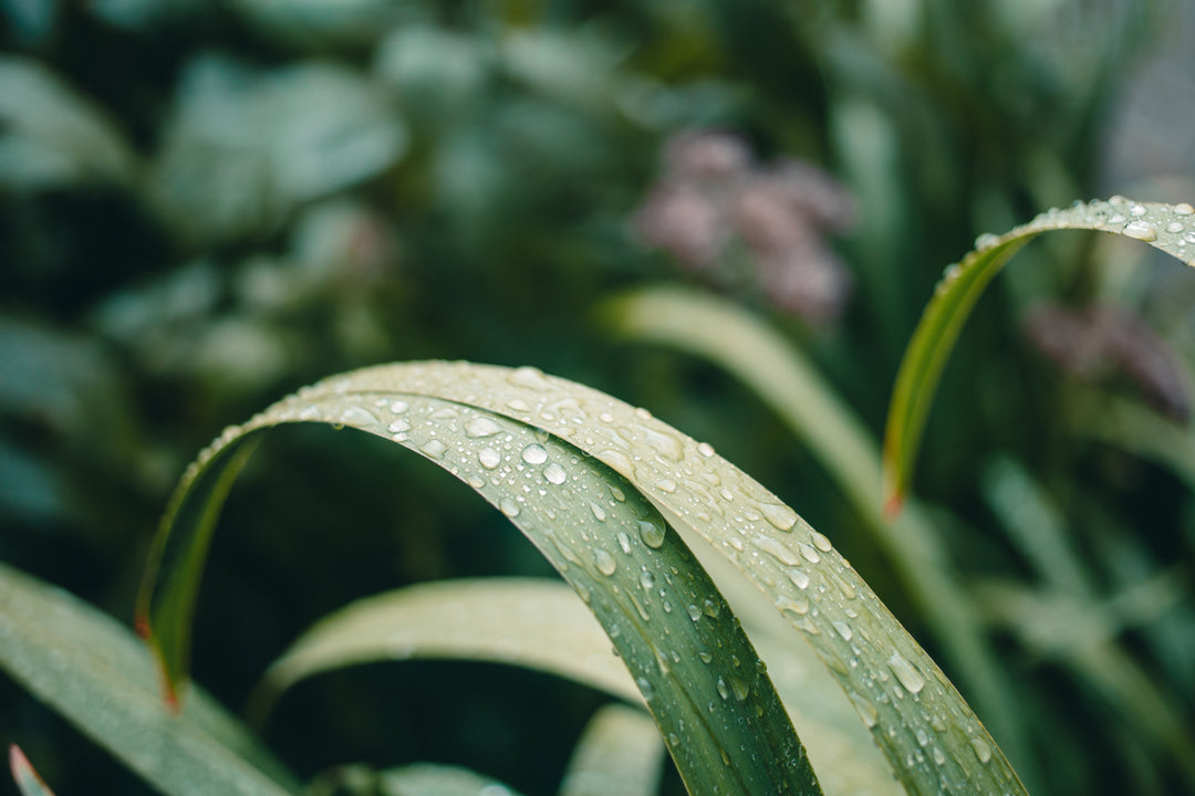 Water droplets on green leaf representing sustainable eco-friendly jewelry practices